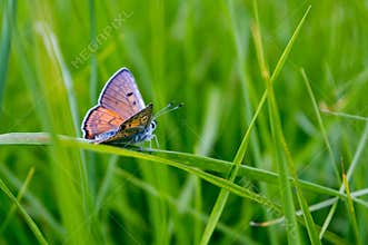 Butterfly on a grass