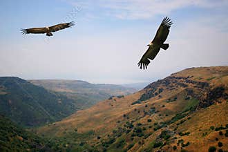 Eagle above the valley