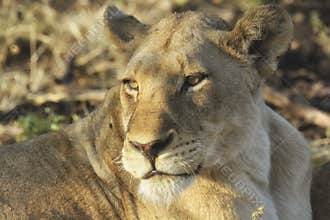 Close-up of lioness with sunlight in her eyes