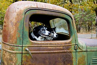 Two Dogs in an Old Truck