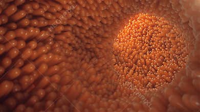 3D animation close-up Intestinal villi. Intestine lining. Microscopic villi and capillary. Human intestine. Concept of a