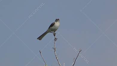 Small bird on a branch