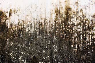 Dry Moss Abstrack Wall