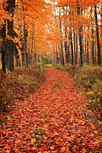 Path In Forest