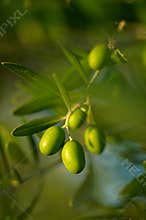Olive tree branch