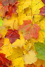 Fall maple foliage