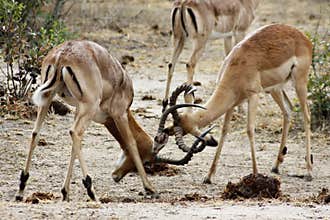 FIGHTING IMPALAS