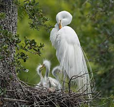 Great Egret in Northern Florida