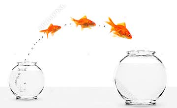 Three goldfishes jumping from small to bigger bowl