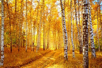 Autumn birch forest