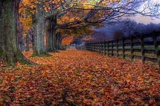 Autumn At Springton Manor Farm