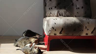 Kittens playing and fighting each other