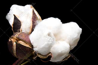 Cotton Bolls