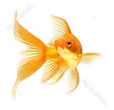 Gold fish
