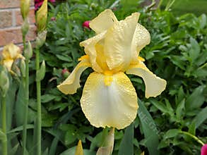 Dew covered yellow iris