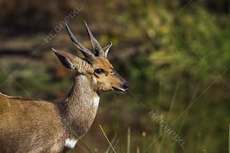 Cape bushbuck in Kruger National park, South Africa