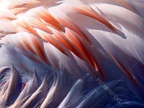 Flamingo Feathers