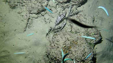 Fish Aras marble cigar