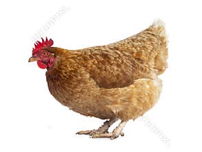 Brown Barnevelder chicken hen, isolated on white background