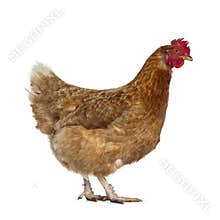 Brown Barnevelder chicken hen, isolated on white background