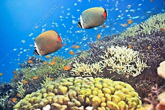 Red-tailed Butterflyfishes