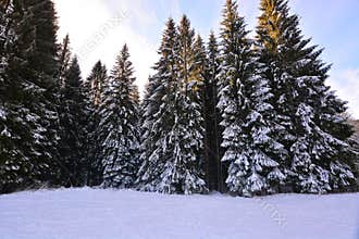 the snow-covered forest near Christmas