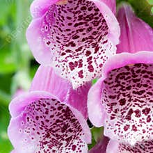 Foxglove flowers