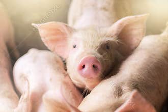 Focus is on nose. Shallow depth of field. pigs at the farm. Meat industry.
