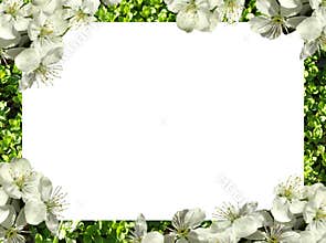 Frame of flowers. png