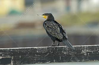 Great Cormorant, Aalscholver, Phalacrocorax carbo