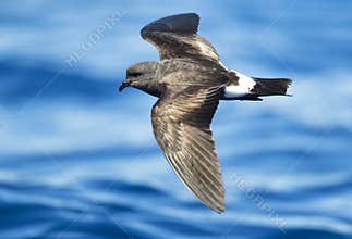 Monteiro's Stormvogeltje, Monteiro's Storm Petrel, Oceanodroma m