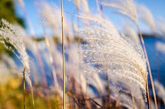 Artistic view of white reeds against a blue sky along a lake