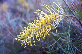Grevillea Flower
