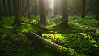 Pine forest ground covered with a dense layer of moss