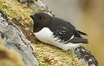Little Auk, Kleine Alk, Alle alle