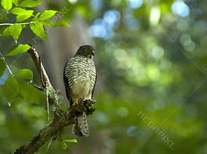 Madagascarsperwer, Madagascar Sparrowhawk, Accipiter madagascariensis