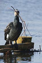 Aalscholver, Great Cormorant, Phalacrocorax carbo