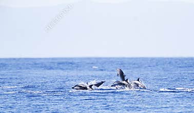 Gestreepte Dolfijn, Striped Dolphin, Stenella coeruleoalba