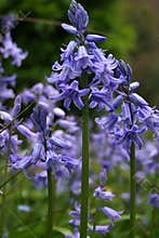 BlueBells