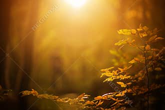 Fall Foliage Background