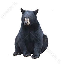 Young black bear sitting