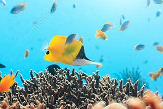 Yellow Longnose Butterflyfish