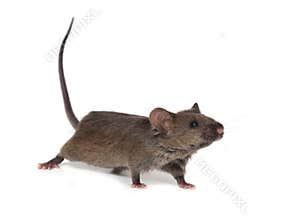 Little wild mouse