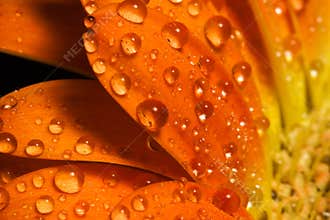 Orange flower macro water drops