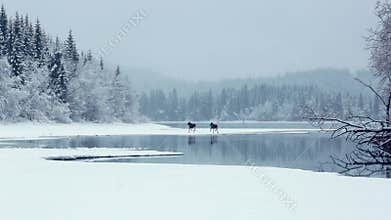 Rainy foggy Christmas at the lake Selbu, Norway