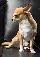 Chihuahua portrait on black