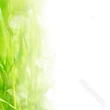 Grass border