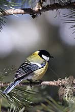 Great Tit (Parus major)