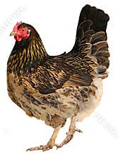 Beautiful Brown hen isolated on white background.