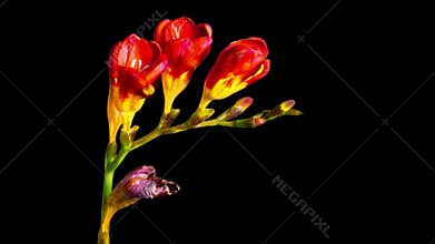 Flower Freesia bloom and fade, time-lapse with alpha channel